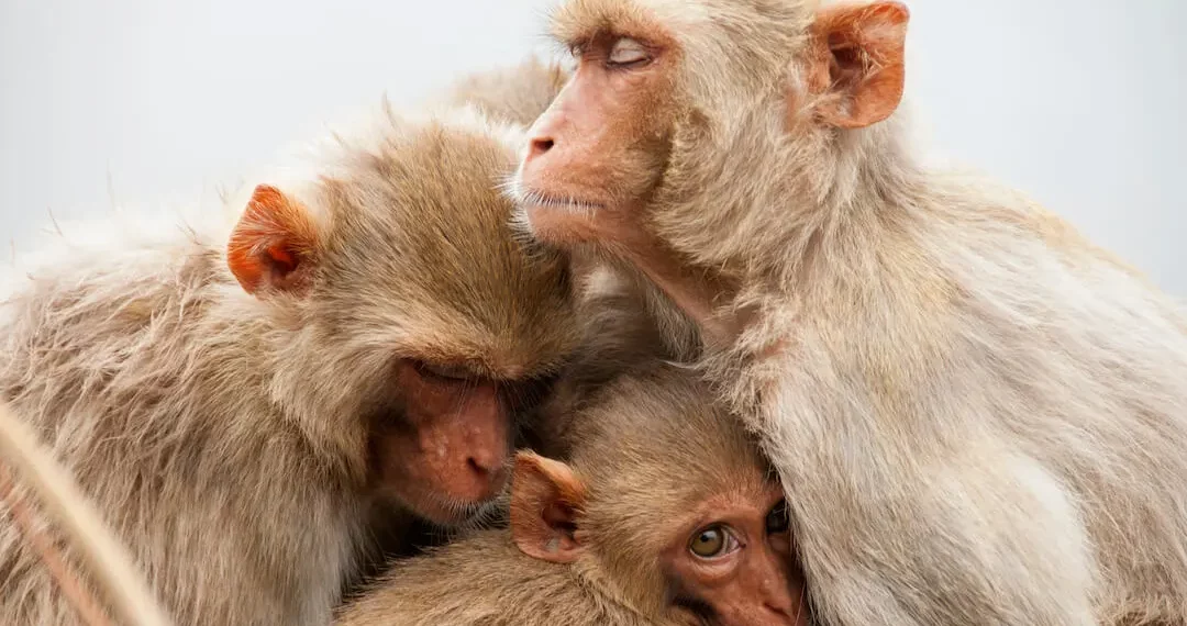 هل فات الأوان للسيطرة على تفشي مرض جدري القردة؟