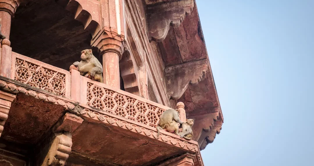 مصرع رضيع على يد مجموعة من القردة البرية في الهند