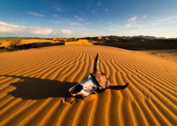 مجاعة الصومال مأساة إنسانية تقشعر لها الأبدان