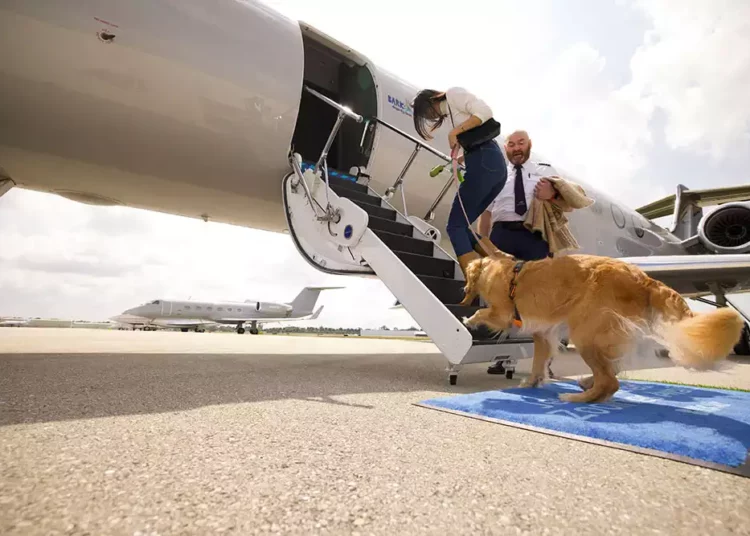 bark air رحلات مخصص لسفر الكلاب - طائرة بارك إير