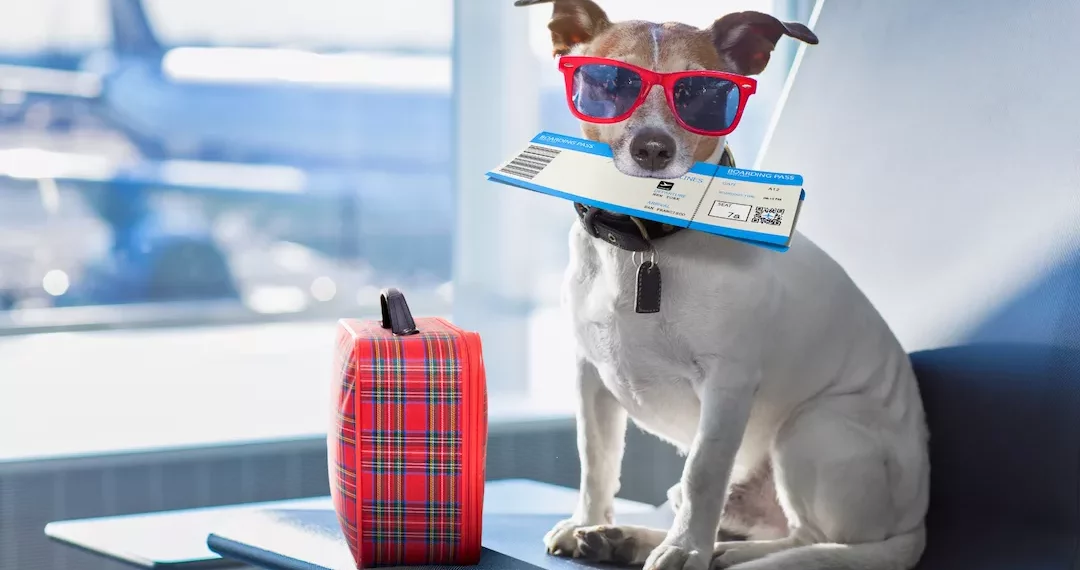 بارك إير شركة طيران جديدة مخصصة لنقل الكلاب بين دول العالم