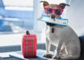 بارك إير شركة طيران جديدة مخصصة لنقل الكلاب بين دول العالم